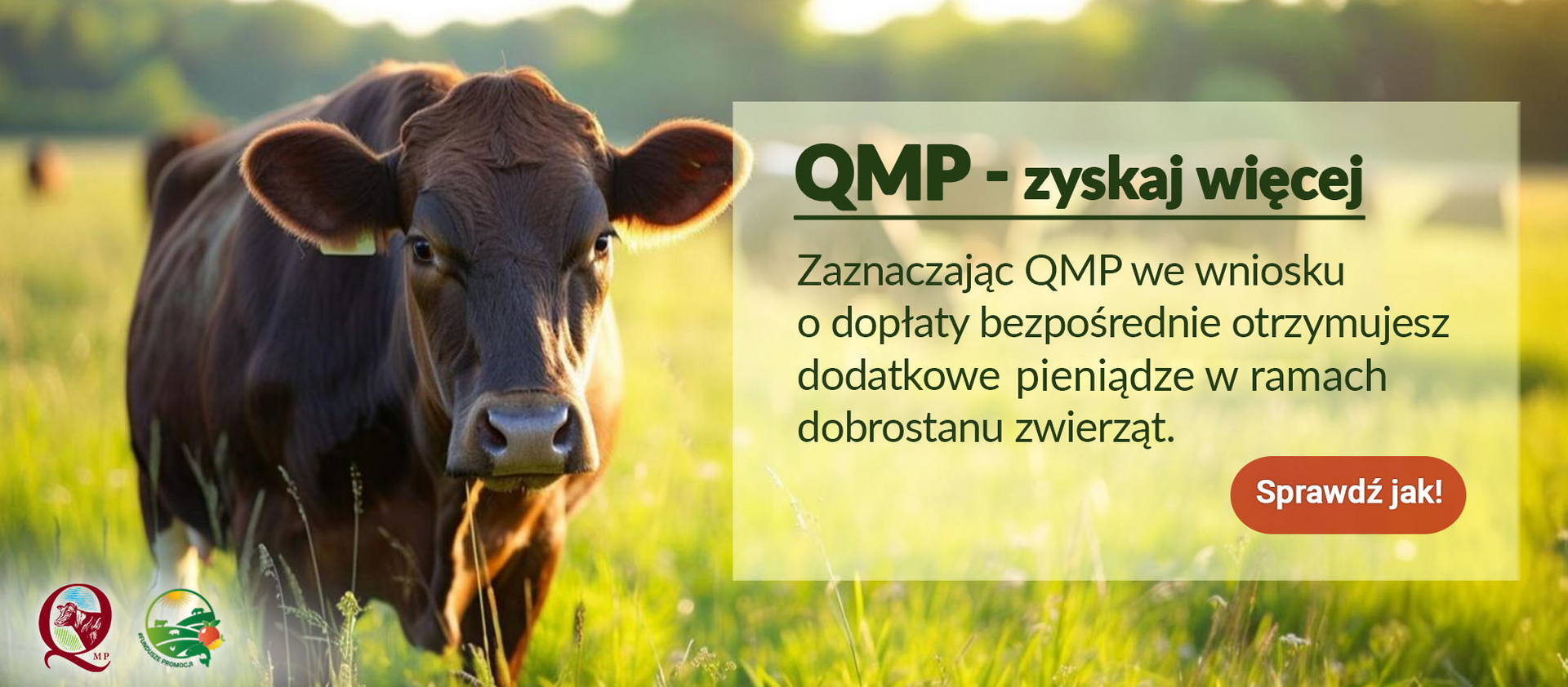 baner_qmp_1988x772.png