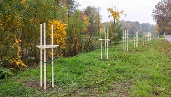 Rząd nowo posadzonych młodych drzew zabezpieczonych drewnianymi palikami wzdłuż zielonego pobocza drogi w Trzebusce. W tle jesienny krajobraz z drzewami o ż&oacute;łtych i zielonych liściach.