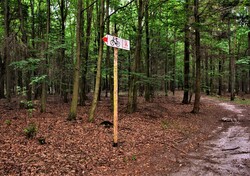 Trasa leśnego szlaku Eurogalicji