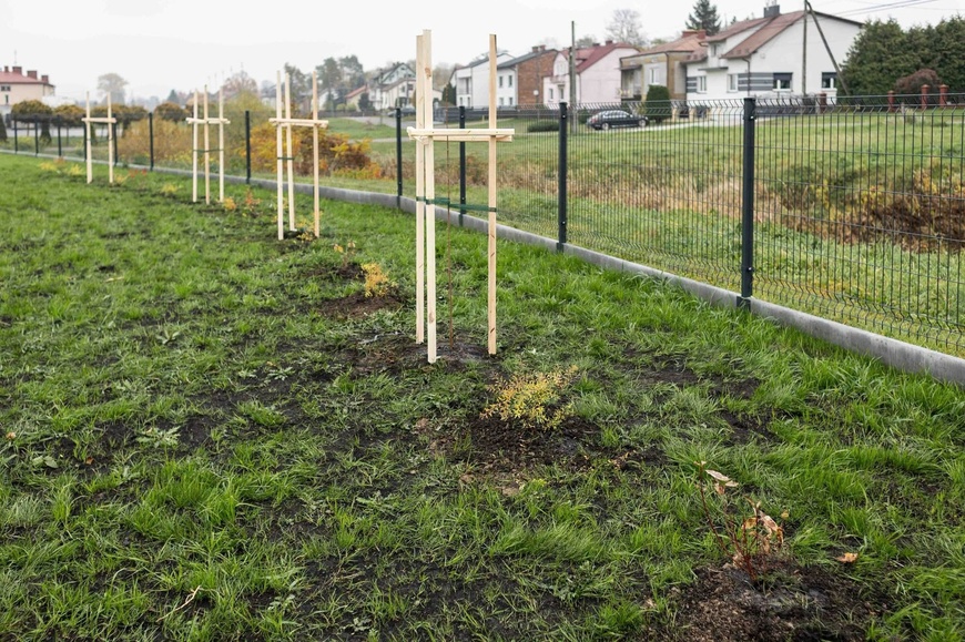 Nowe nasadzenia drzew i krzewów na trawiastym terenie wzdłuż ogrodzenia w Trzebusce. Młode drzewa podparte drewnianymi konstrukcjami, w tle zabudowa jednorodzinna.